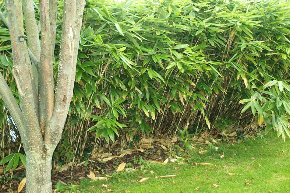 Bamboo - Canes like Knotweed - PCA